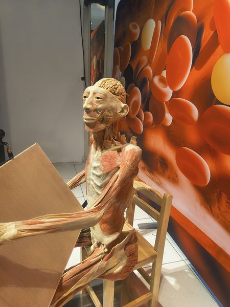 The image features a detailed anatomical model of a human body, displayed on a wooden chair, with exposed muscles and internal structures. The background includes a vibrant, abstract mural with orange and yellow tones, depicting what appears to be cellular or blood vessel imagery. The setting appears to be an educational or medical exhibit space.