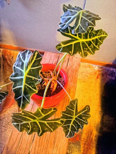 The image features a vibrant Alocasia plant with large, dark green leaves accented by bright yellow veins, housed in a red plastic pot. The pot sits on a wooden surface, with a textured wall in the background and a colorful, patterned fabric partially visible.